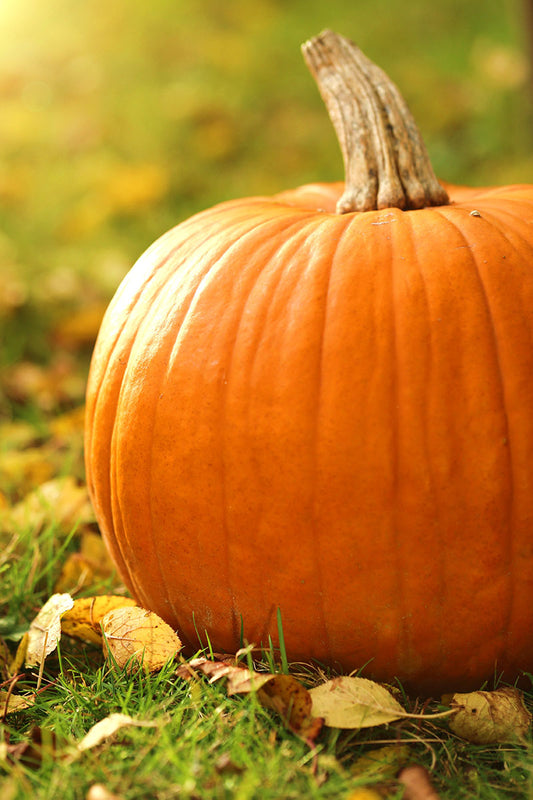Pumpkin Spice pumpkin scent inspiration
