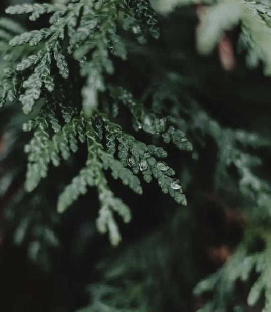 Alpine Frost Candle - Blue Serene Candles