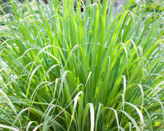Lemongrass scent inspiration
