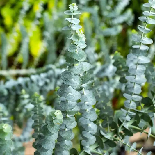 Eucalyptus scented coconut soy candle – refreshing herbal aroma with hints of mint in frosted glass jar