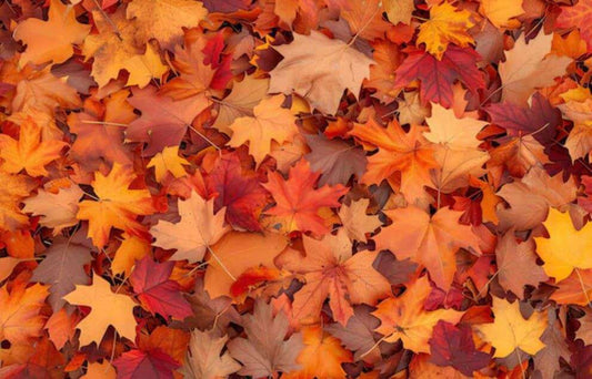 Fallen Leaves Candle - Blue Serene Candles