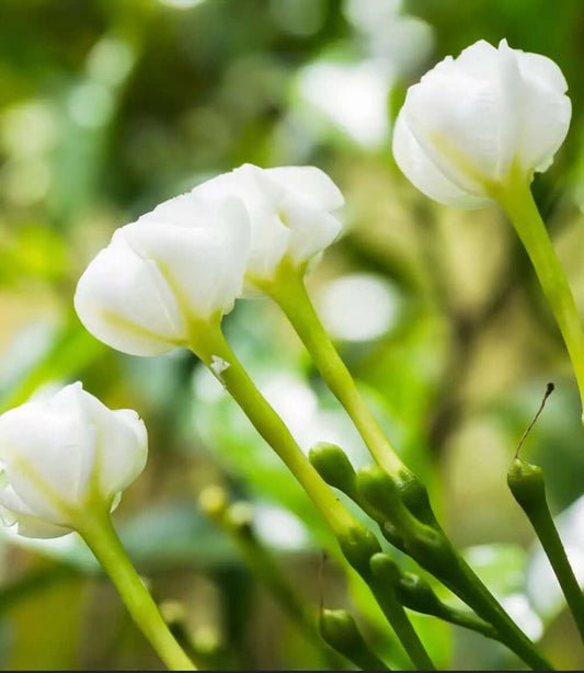 Honeysuckle Jasmine Candle - Blue Serene Candles