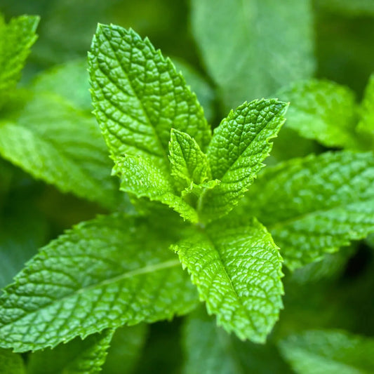 Peppermint