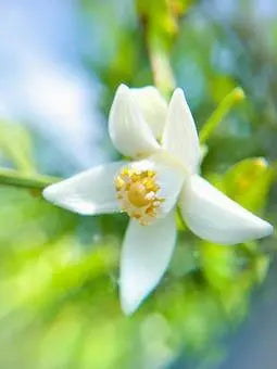 You Are Blessed and Highly Favored Candle - Blue Serene Candles