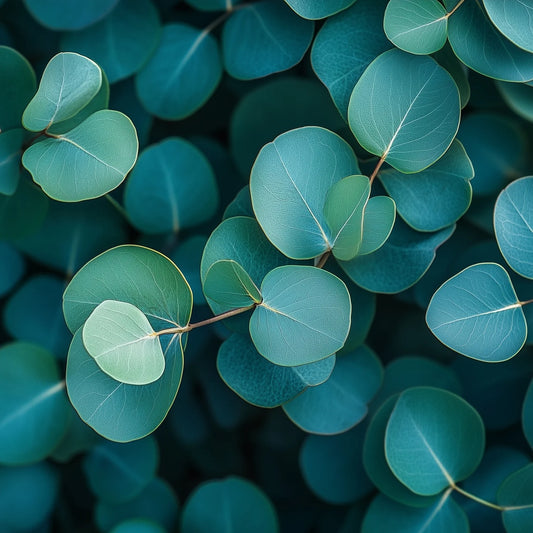 Eucalyptus