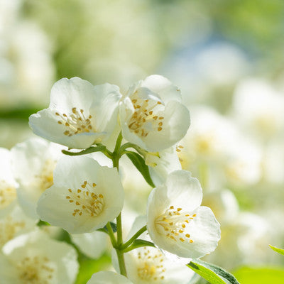 Honeysuckle Jasmine floral scent inspiration