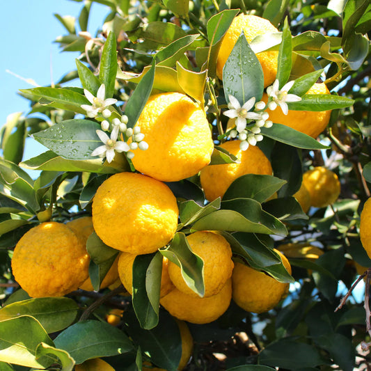 Yuzu Blossom