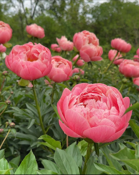 Peony floral scent inspiration