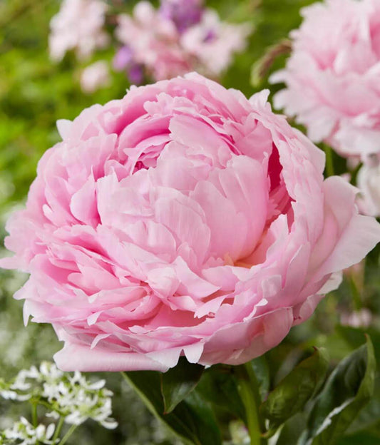 Peony Candle - Blue Serene Candles