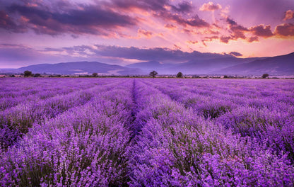 Lavender and Cedar
